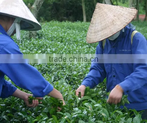 Viet Nam Famous Oolong Tea photo-4