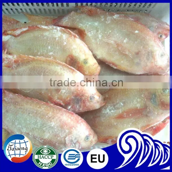 Hot Selling Tilapia Whole Round (Tilapia W/R) photo-6