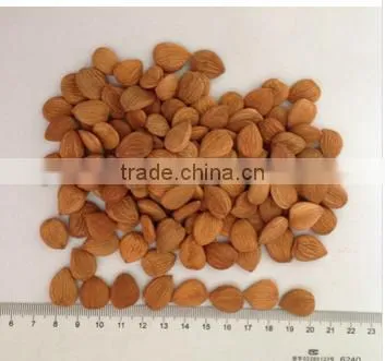 Best Price Common Bitter Apricot Kernel photo-5