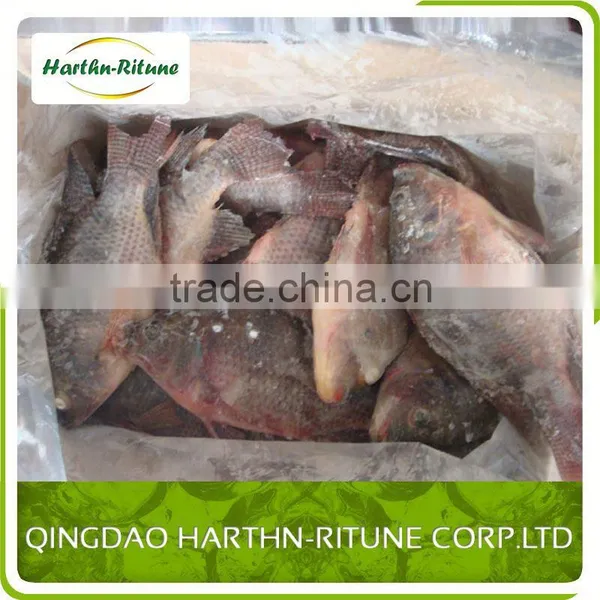 Iqf Frozen Tilapia Fillet Fish Wholesale photo-5