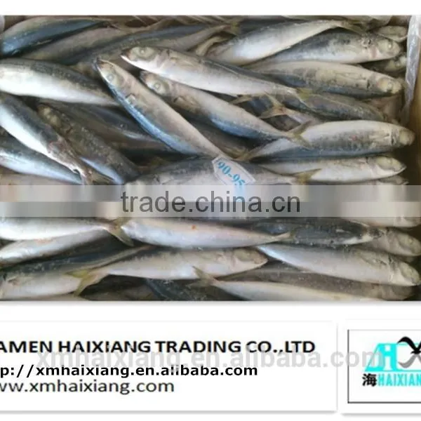 Frozen Whole IQF Tilapia Fish Farms in China photo-2