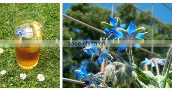Borage Seed Oil Supply in Bulk photo-5