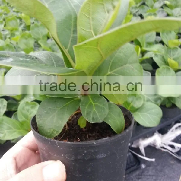 Ficus Lyrata photo-2