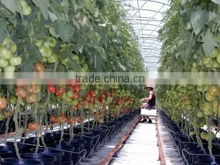 Plant Grow Light, Double Chips Super Bright Full Spectrum Hydroponic Plant Grow Lights for Indoor photo-6