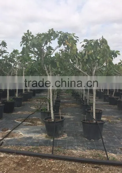 Ficus Carica photo-6
