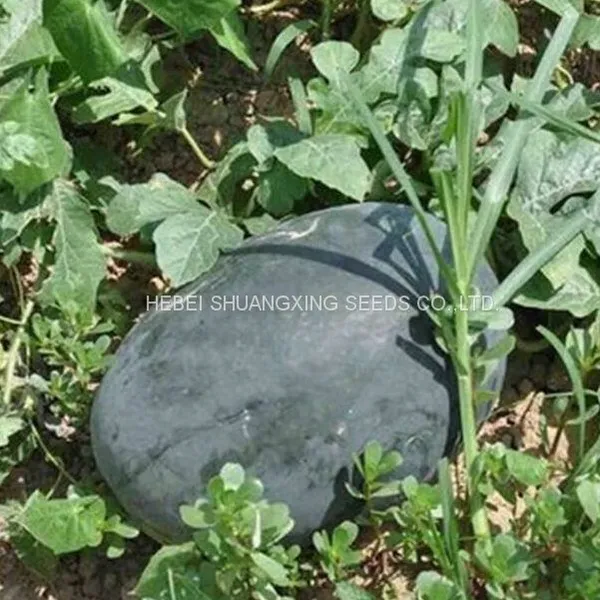 Black Jing Hybrid f1 Large Size Planting Watermelon Seeds photo-5