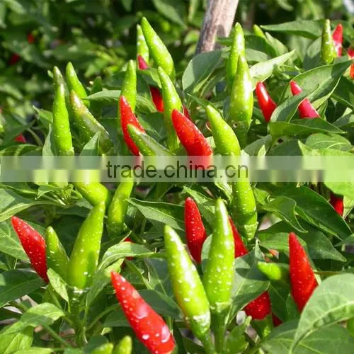 Chili Pepper- High Quality Frozen Hot Red Chili Pepper/fresh Red Chili