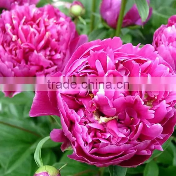 Color Hot Sell Three Heads White Peony photo-2