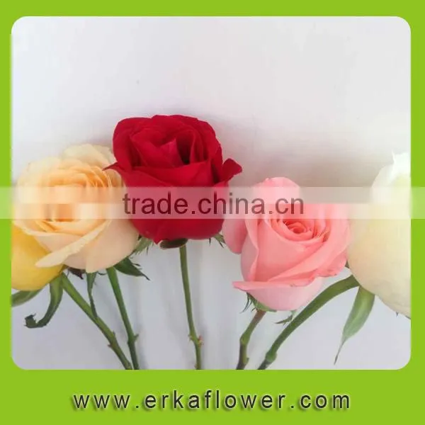 Newest White Fresh Cut Rose Flower photo-4