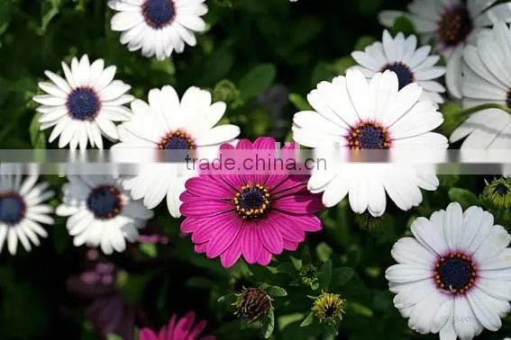 Ecklonis, Osteospermum, Flower Seeds , Herb Seed,vegetalbe Seed,fruit Seed,grass Seed photo-3