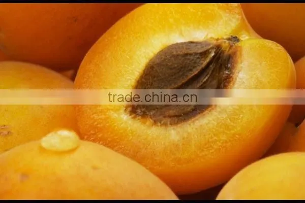 Apricot Kernel Oil