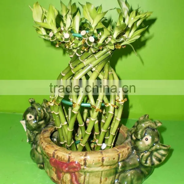 Vase Shape Lucky Bamboo Air Bonsai Tree Dracaena Sanderiana Indoor Ornamental Aquatic Water Plants Nursery Garden Decoration photo-3