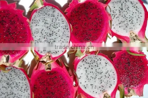 DRAGON FRUIT photo-2
