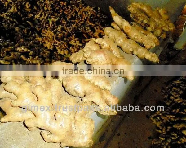 Good Quality Fresh Ginger