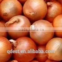 Bulk New Crop Chinese Fresh Product Yellow Onion photo-2