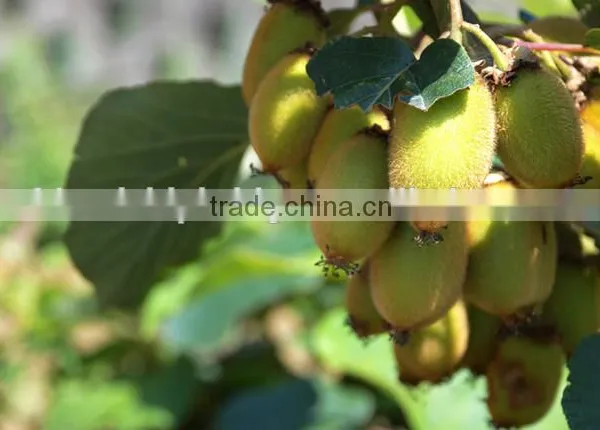 Kiwifruit Tree Seedling photo-2