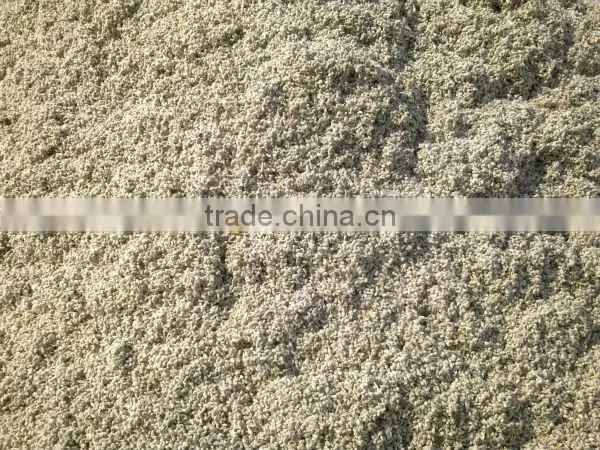 Cotton Seed photo-2