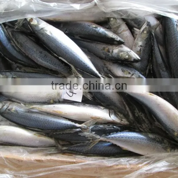 New Stock 300-400 g Taiwan Mackerel Fish for Sale photo-2