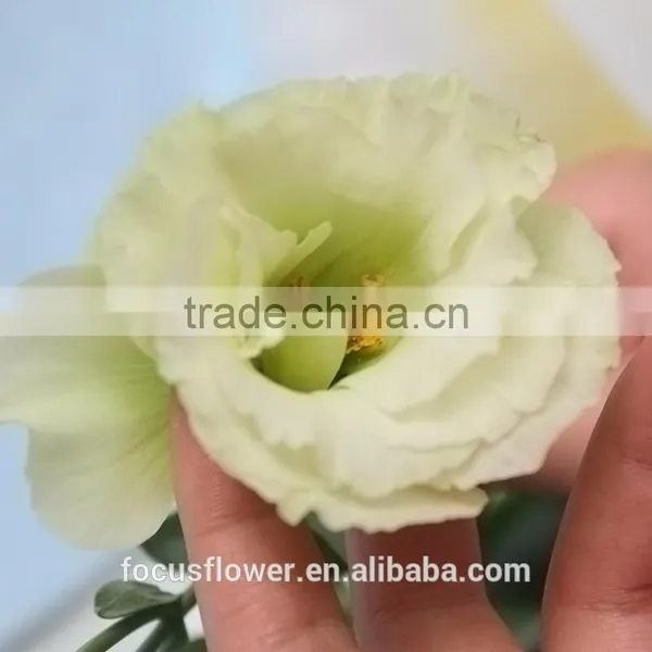 Colorful Fresh Cut Eustoma Flowers Fresh Flowers From China photo-3
