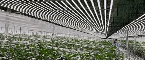 Indoor Growing-enhanced Efficacy Hassle-free Inter-locking Led Grow Module for Plant Indoor Growing photo-5