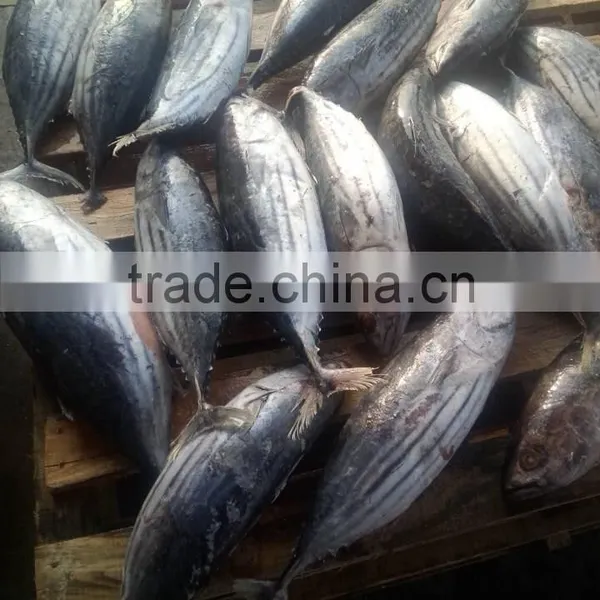 Light-Purse Seine Skipjack Tuna Fish photo-4
