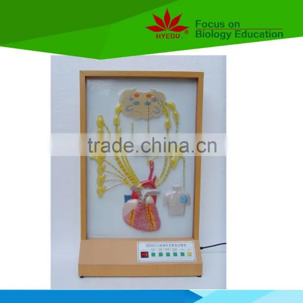 Low Priced Cardiac Innervation Electric Model