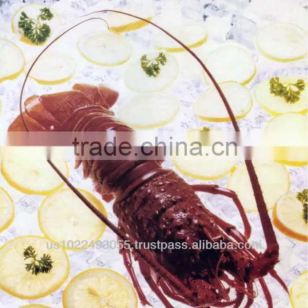 LIVE CALIFORNIAN RED SPINY LOBSTER (Panulirus Interruptus)