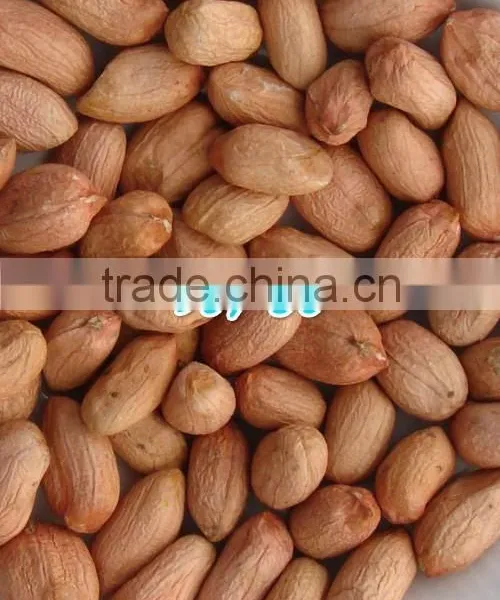 2014 Peanut Kernels 38/42, 40/50, 50/60, 60/70, 70/80, 80/100, Chinese Runner Peanuts photo-2
