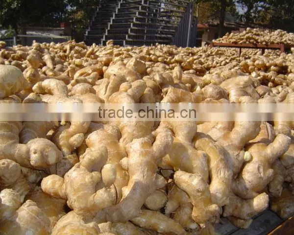 Fresh Ginger Needed photo-5