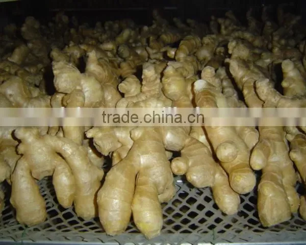 Fresh Air Dried Ginger photo-5