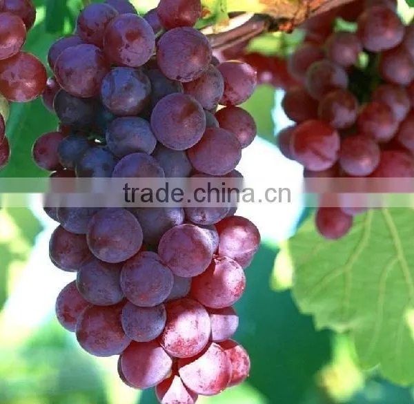 Cold Pressed Edible Grape Seed Oil photo-2