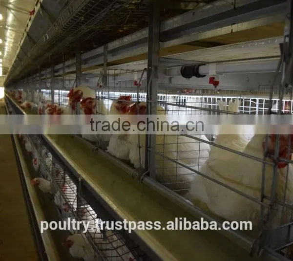 Poultry Cages photo-4