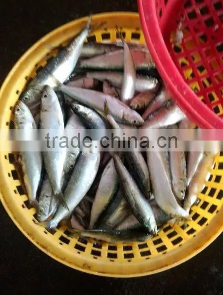 Frozen Mackerel photo-2