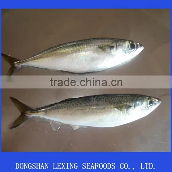 Frozen Pacific Mackerel Seafood IQF photo-2