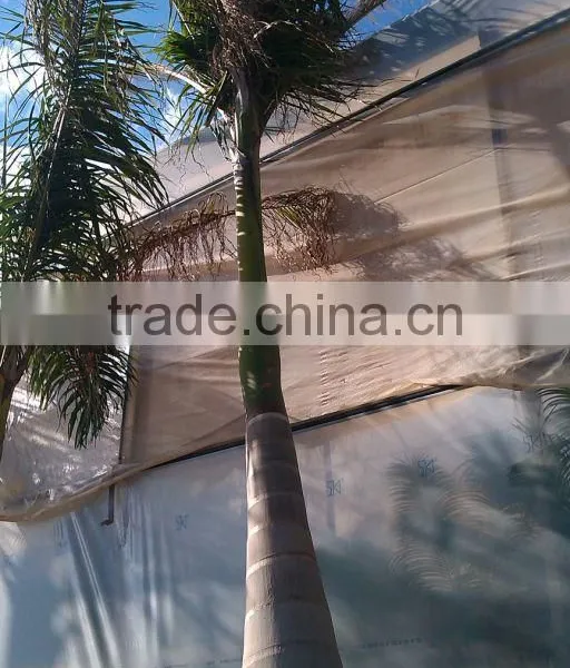 Roystonea Regia "Royal Palm" Cuban Royal Palm" 350/500 Plant Height photo-4