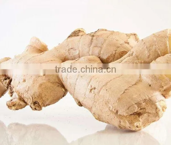 Young Ginger From China photo-5