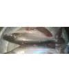 Chilled/Fresh Pangasius