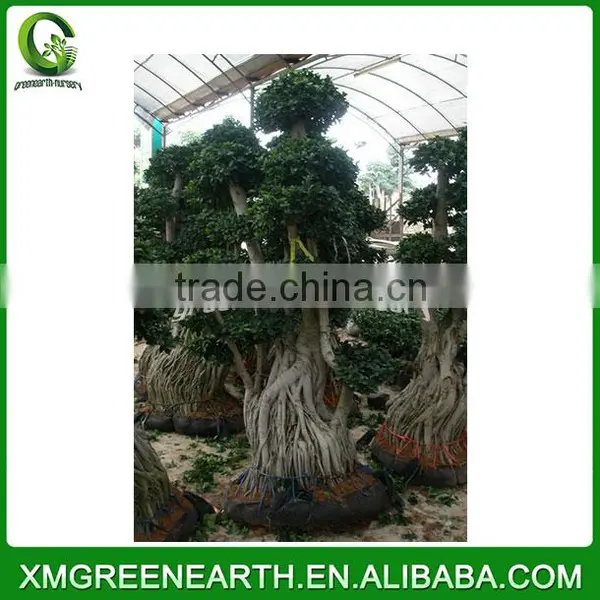 Ficus Microcarpa Multiroots 2-2.5m (1) photo-2
