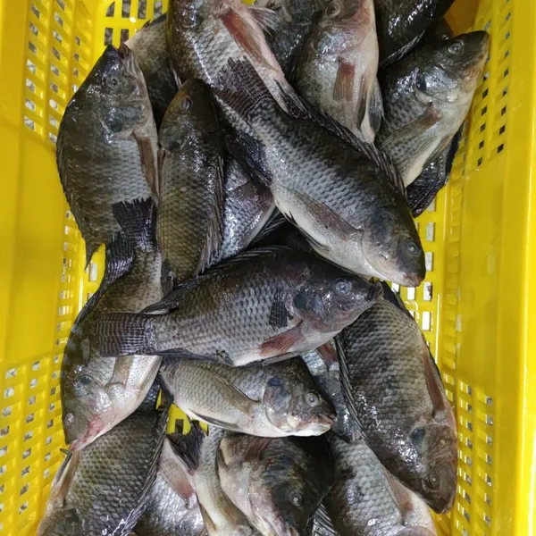 Frozen Tilapia Whole Round Fish photo-4