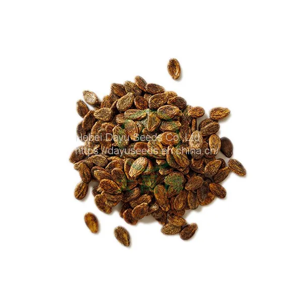 Medium Mature Large Fruit Watermelon Seedless Watermelon Watermelon Seeds Wholesale Suppliers photo-3
