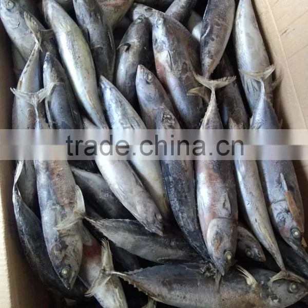 Top Sales Frozen Bonito Tuna Fish Auxis Thazard Bullet Tuna photo-2