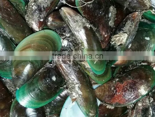 Frozen Green Mussel photo-3