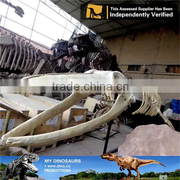 MY Dino-C079 Handmade Resin Skull Skeleton photo-4