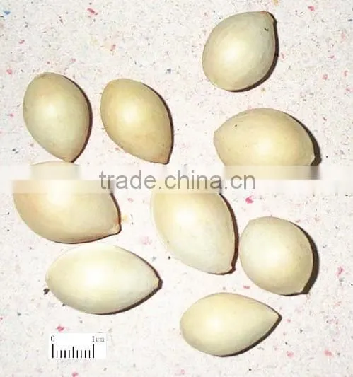 Yin Xing Dried Ginkgo Fruits Ginko Biloba photo-4