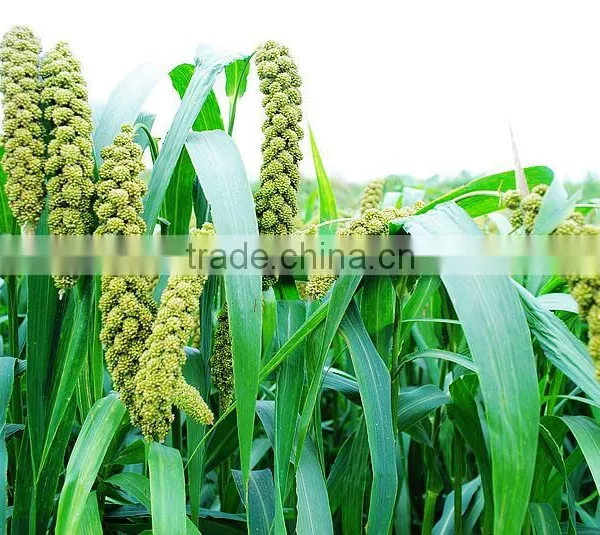 Excellent High Quality Chemical Raw Material High High High photo-3
