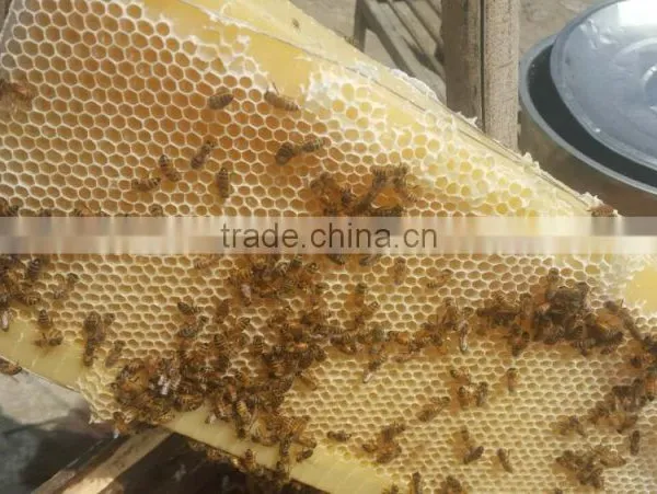 2017 Hot Sale Food Grade Automatic Honey Flow Bee Hive Frame photo-5
