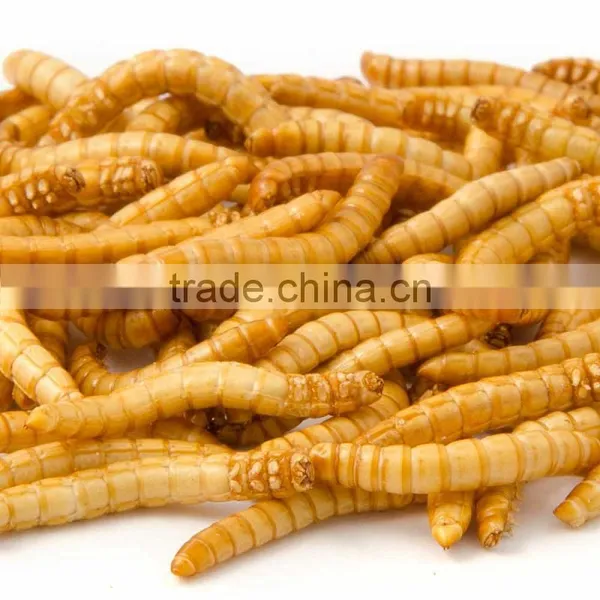 Bird & Fish Food Natural Freeze Dried Mealworms, Freeze Dried Food