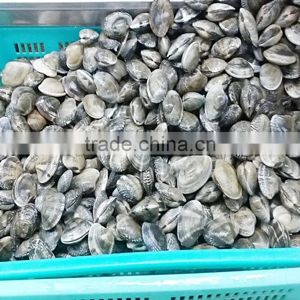Frozen Boiled Baby Clam Size 21-30 photo-3