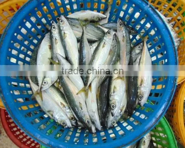 Frozen Pacific Mackerel Fish Newest photo-5