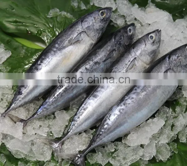 Shishi Zhengyuan Aquatic Frozen Bonito W/R photo-4